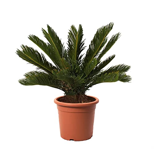 KENTIS - Cycas Revoluta Zwergpalme - Echte Palme für den Außenbereich Gartenpflanze - Hoch 60/80 cm Topf Ø 24 cm