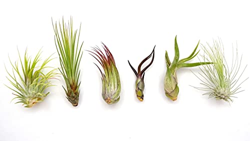 DIXIE STORE Tillandsia | Tillandsia 6-Pflanzen Set für Anfang Luftpfanzen | Außergewöhnliche praktische Pflanzen ohne Wurzeln für Hausgarten und Hausdekor Cover