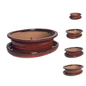 Keramik Bonsai Schale in verschiedenen Größen – Rot – Blumentopf Bonsai Topf, Bonsai Schale mit Untersetzer, Sukkulenten Topf, oval für Bonsai Baum echt (27 x 22 x 7 cm)