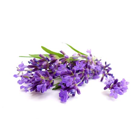 BIO - Aceite Esencial LAVANDA - 5mL - 100% Puro, Natural, Quimiotipado y Certificado AB - AROMA LABS (Marca Francesa) - Imagen 3