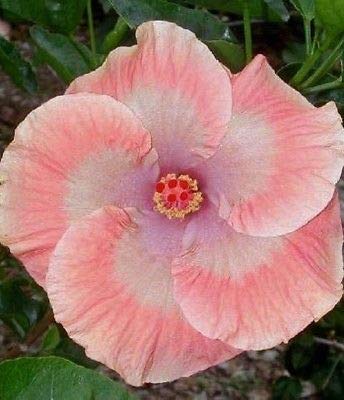 35pcs Peach White Hibiscus Flower Seeds (B0B6VLCZGF) Amazon Price History, Amazon Price Tracker