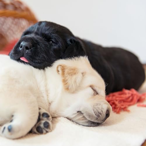 Port&eacute;e chez le chien ou le chat : pourquoi faire des petits est souvent une erreur