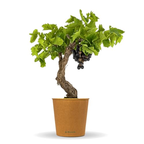 Bloomify rote Weinreben Pflanze Walter | 60-70 cm hohe winterharte Weintrauben Pflanze | pflegeleichte Tafeltraube für Garten oder Kübel | besonders süße und leckere Früchte
