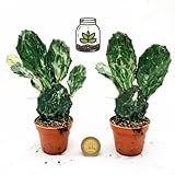 opuntia microdasys Mini pianta da terrarium OPUNTIA MONACANTHA VARIEGATA, FICO D\'INDIA MICRO, vaso 5,5 cm, piante vere