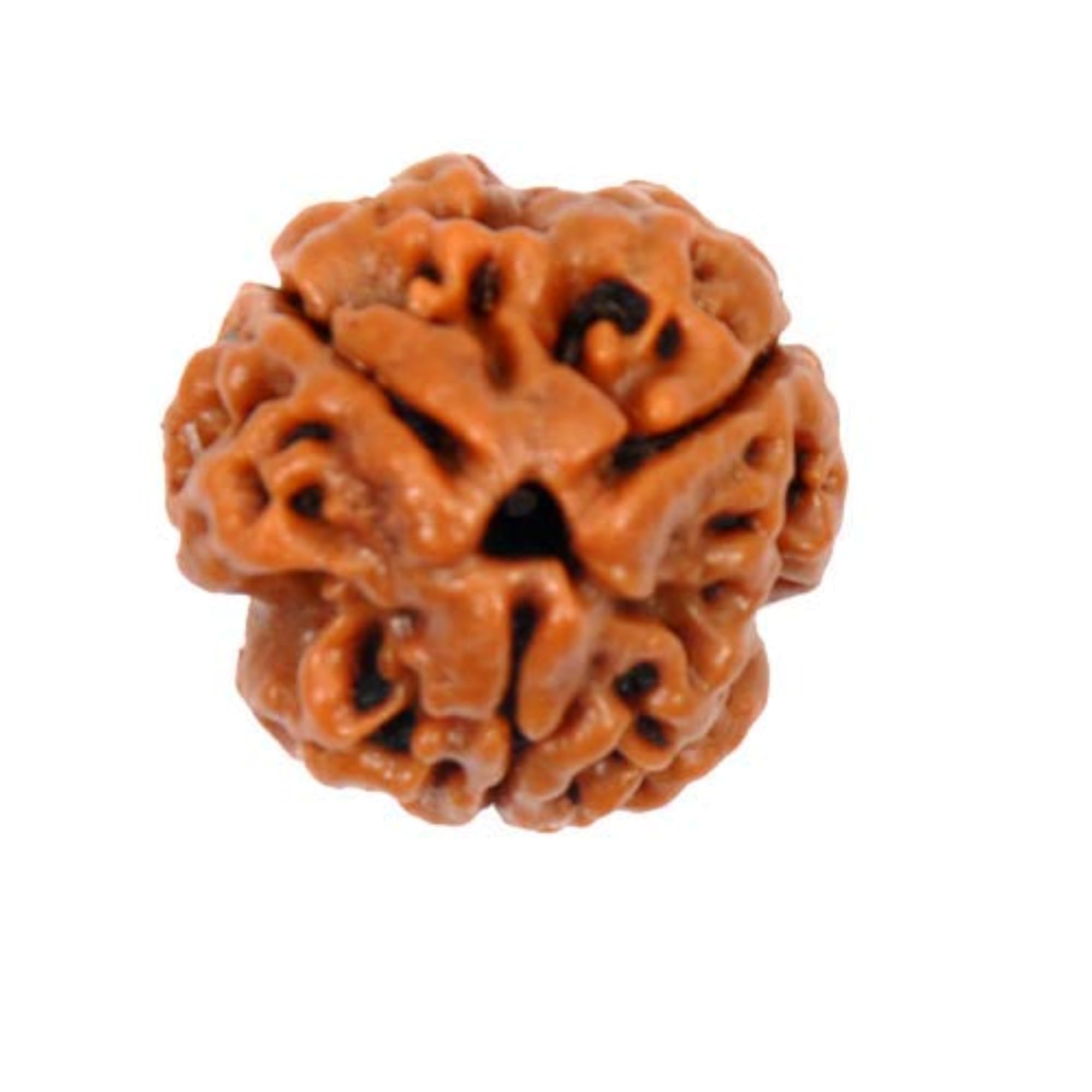 Three Mukhi Nepali Rudraksha Original Natural Bead