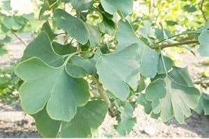 Young Ginkgo Biloba Tree, Perfect for All Year Round Beauty