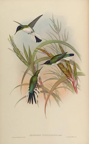Oeuvre Impression Animal Oiseau Heliothryx Gould Toile Décoration Bureau