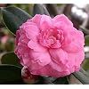 Organic Camellia Seed Oil | Imported From Japan | 8oz Bottle | 100% Pure | 100% Organic | For Hair & Skin Use | Japanese Beauty Oil | Camellia Oleifera