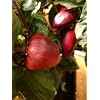 ODA Pepper 5 Chilli Seeds