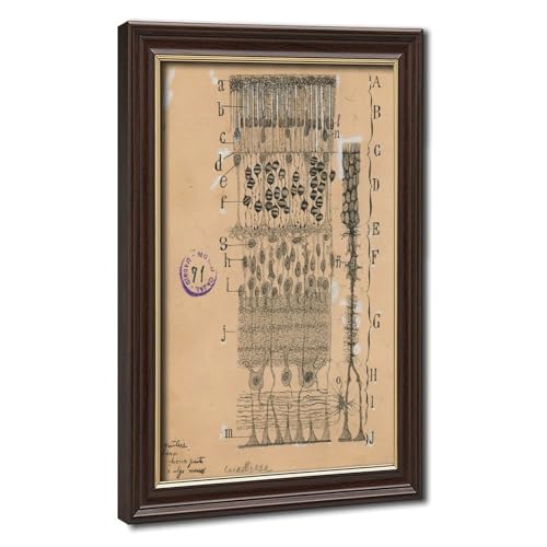 Toile Retina Ramon Y Cajal décoration murale rétro haut de gamme
