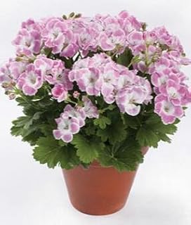 RIC 60SEEDS: Adenium Mix Semi Desert Fresh Rosa Semi -Rari Mix Vera Adenium Obsum Semi R9: Only Seeds