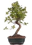 Bonsai-Shopping