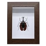 DONGYUCHUN Affichage Magique De Cadre De Photo De Spécimen D'insecte De Scarabée, Cadeaux De Décoration De Collection À La Maison