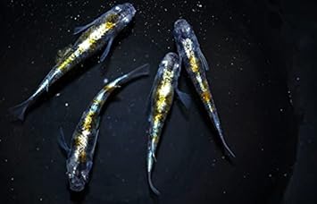 Amazon めだか 花魁メダカ 黄三色体外光 めだか稚魚10匹 Ss ｓサイズ 沖縄ストア ノーブランド品 観賞魚 水中生物 通販