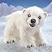 Folkmanis Polar Bear Cub Hand Puppet, White, Model:3041