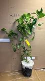 California only! Yuzu Bush (12-18" Tall), Rooted, No Ship Az, Tx, Fl, La, Ak