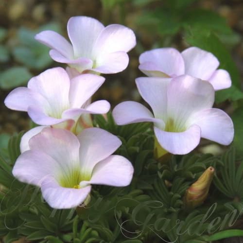 [World Fantasy Garden] 球根 オキザリス パルマピンク 10球セット 【メール便でお届け】 Oxalis カタバミ 桃花 秋植え球根 植えっぱなし 2025BUのサムネイル
