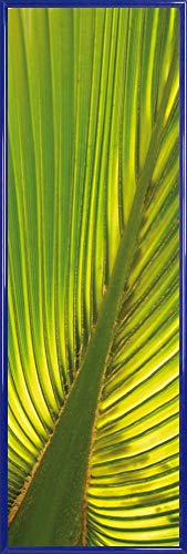 1art1 Palmas Póster Impresión Artística con Marco (Plástico) - Hoja De Palmera De Cáñamo (91 x 30cm)