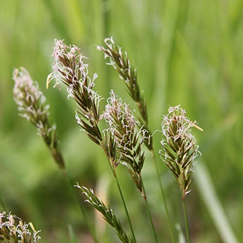 Sweet Vernal Grass Seeds Anthoxanthum Odoratum Perennial Sweet Scent Used For Ornamental And Forage Garden Bed Outdoor 150Pcs Flower Seeds By Yegaol Garden #TOP3