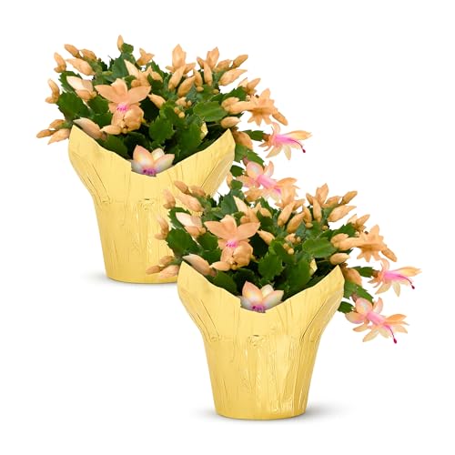 Live Flowering Zygocactus - Yellow-Orange 2 Pack- Thanksgiving/Christmas Cactus - Seasonal Bloomer Currently Out of Bloom - 5 Tall by 5 Wide in 1 Pint Pot with Deco Cover