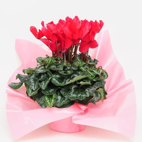 |̃VN6FIׂi킨܂ (bhn)ł͂܂BԍH[G[fCX