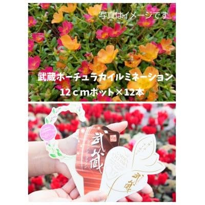 武蔵ポーチュラカ 12ポット