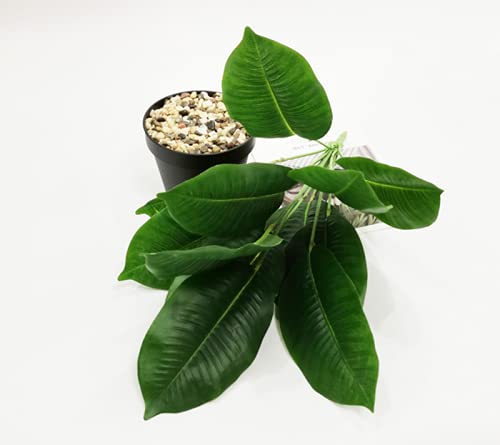 2 Bunches Artificial Bird Of Paradise Plants 18" Permanent Leaf,Tropical Leaves Faux Strelitzia 12 Leaves Banana Tree For Potted Plant Flower,Outdoor Uv Garden Resistant Decor Green #TOP3