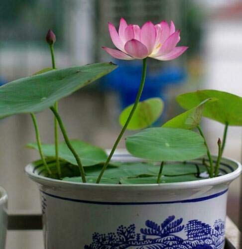 ROYAL LAND Double Lotus Seeds, Small Water Lily Flower Seeds 20 Seeds (B083JJW1PV) Amazon Price History, Amazon Price Tracker