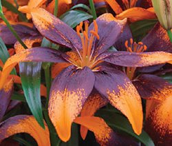 Pretty Asiatic Lily Orange Flowering, 
