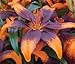 Pretty Asiatic Lily Orange Flowering, "Lionheart" Blooming Size Bulb Plant Now Ready to Ship Now