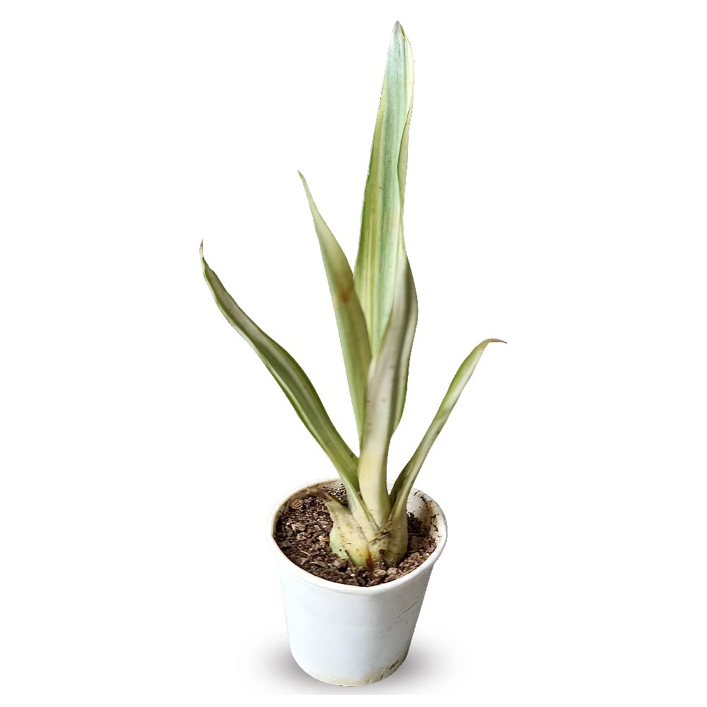 Century Plant (Agave) - Agave Americana - Succulent Plant