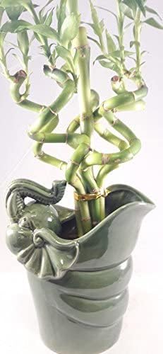 Jmbamboo - Arreglo de plantas de bambú de la suerte con 6 estilos en espiral vivo con jarrón de cerámica único de Jmbamboo
