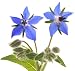 100 Borage Flowering Herb Seeds Starflower Borago Officinalis by RDR Seeds