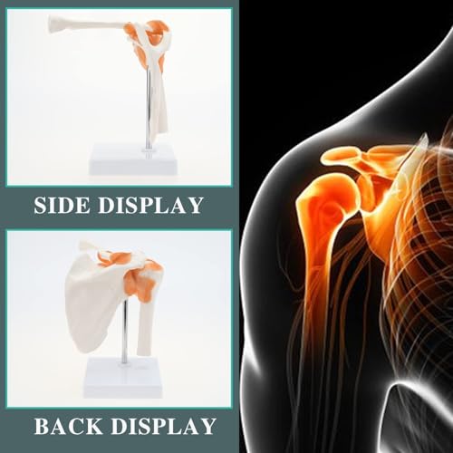 Image of RONTEN Medical Shoulder Anatomy Model with Functional Ligaments, Life Size Anatomical Human Shoulder Joint Model for Science Class Medical Teaching Display Model (Includes a Base)