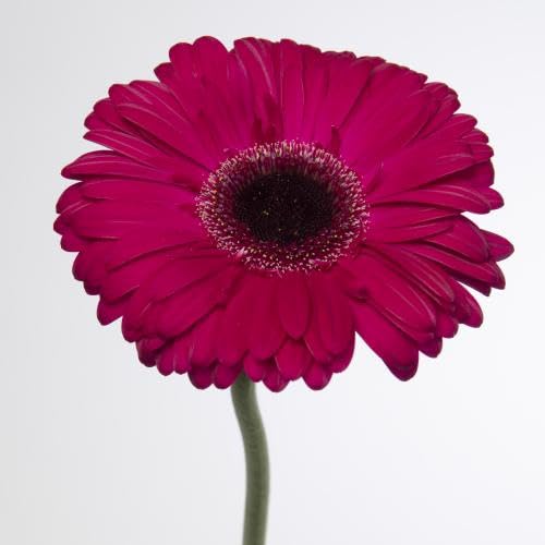 Gerbera aladin 70cm fleurs durables pour composition florale