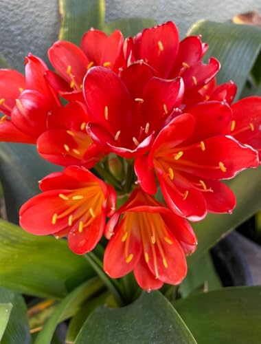 Image of Clivia Miniata Live Flowering Plant | Orange Lily Plant for Indoor & Outdoor Decor | Evergreen Flower Plant with Pot for Home Garden & Balcony a€ inch Pack of 1
