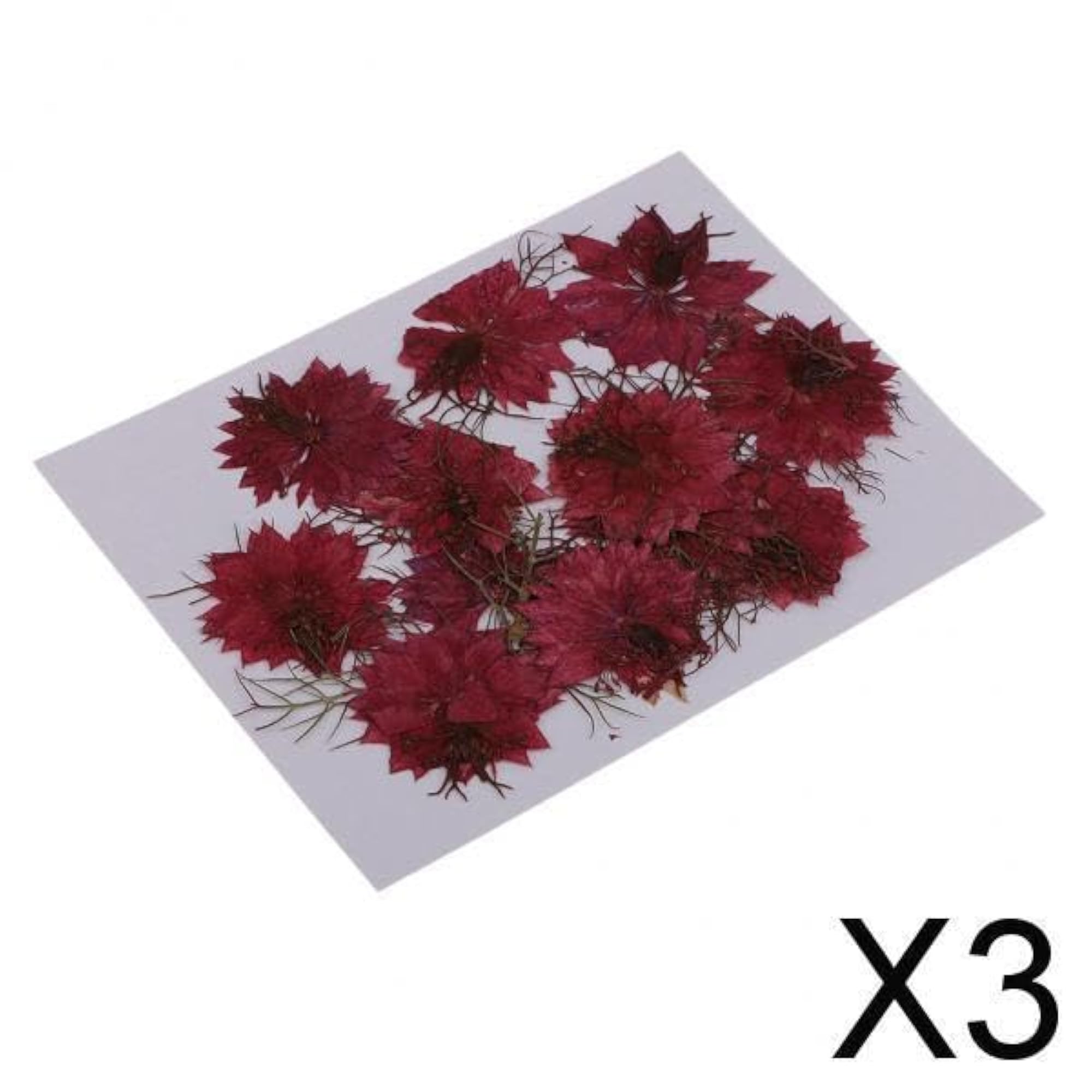 Natural Pressed Real Dried Flower Craft, 3x12 Pieces