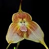 20 Stück affen orchidee pflanze kaufen samen dracula simia monkey
