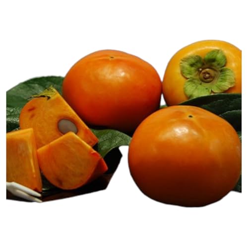 訳あり 柿 富有柿 約4.8kg 18〜24玉 お届け不可 離島 果物 フルーツ 秋の味覚 旬 デザート 果実 柿の王様 甘柿 代表品種 朝倉の柿 おやつ