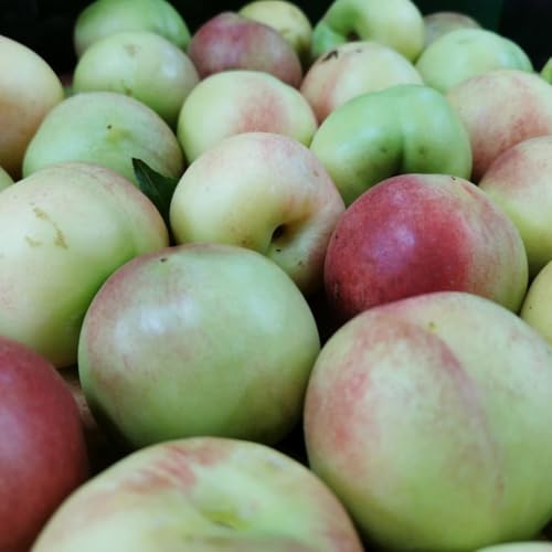 Planta Frutal Melocotón Nogal Merendella de Julio En Jarrón 20 Edad 2/3 Años