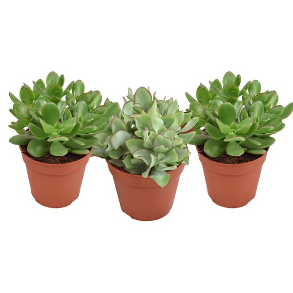 Grubosz mieszany - 3 sztuki - Ø 12 cm - 20 cm