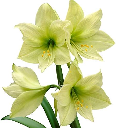Exotic Amaryllis Bulb Green Amaryllis Lemon Lime | Ships from Easy to Grow TM