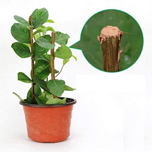 SHARRA Versiegelung Bonsai, Wundheilmittel Baumschnittpaste Bonsai Wundpaste  fr Pfropfen, Heilen und Schtzen von Gartenpflanzen, 50g: Amazon.de: Garten