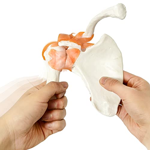 Image of Anatomical Shoulder Joint Model Medical Anatomy Skeleton, Human Body Shoulder Ligament Model Anatomy Replica of Norma Shoulder Joint for Doctors Office Educational Tool,