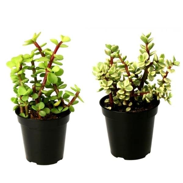 GreenCaart Jade Plant Good Luck plant in Black Plastic Pot Healthy