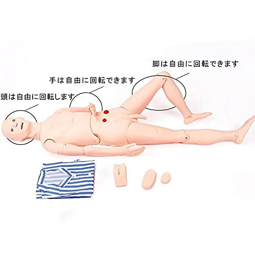 Amazon.co.jp: 人体模型 実物大 男性 看護実習モデル人形 医療 多機能