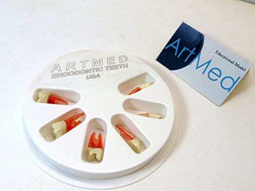 Artmed Dental Endodontic Teeth With Root For Endodontic Practice Kit 6 Pcs Artmed cover