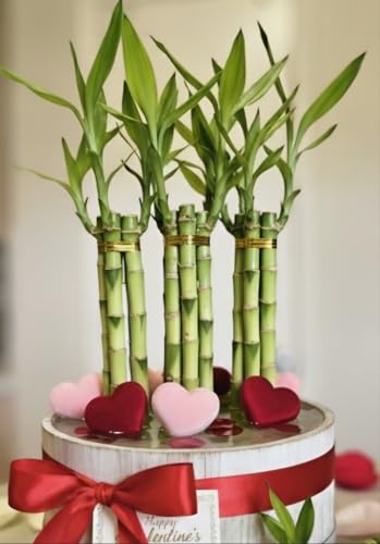 8 inches Lucky Bamboo 6 Healthy Plants, Tied in Gold Wire, Gift, Feng Shui, Indoor Plant, Bring Good...