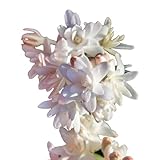Easy to Grow Tuberose 'Pink Sapphire' Plant Bulbs (3 Pack) - Fragrant Pink Double Flowering Blooms in Summer Gardens