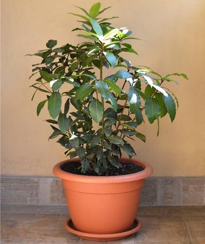 50 graines de feuilles de laurier